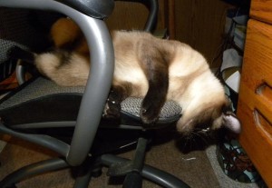 Sammy-my office chair