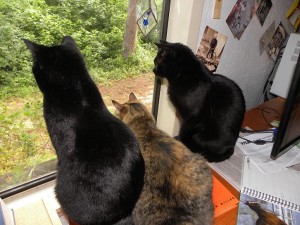 cats watching bunny