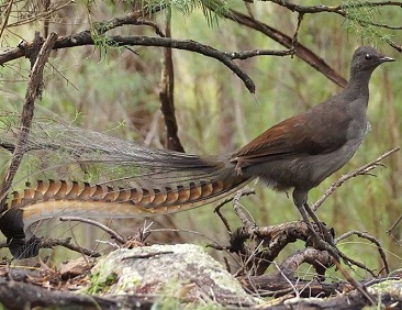 Photo courtesy of The Australian Museum 